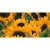 Sproutworld Unsharpened Pencil potlood Sunflower